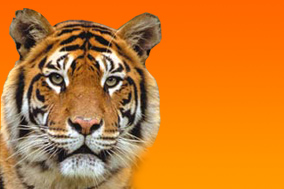 tiger